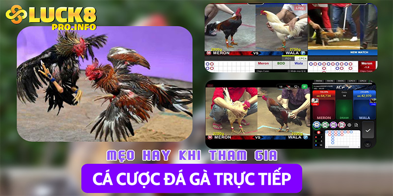 Mẹo hay khi tham gia cá cược đá gà trực tiếp